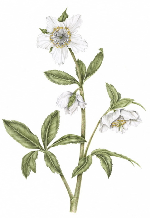 botanical plant drawings